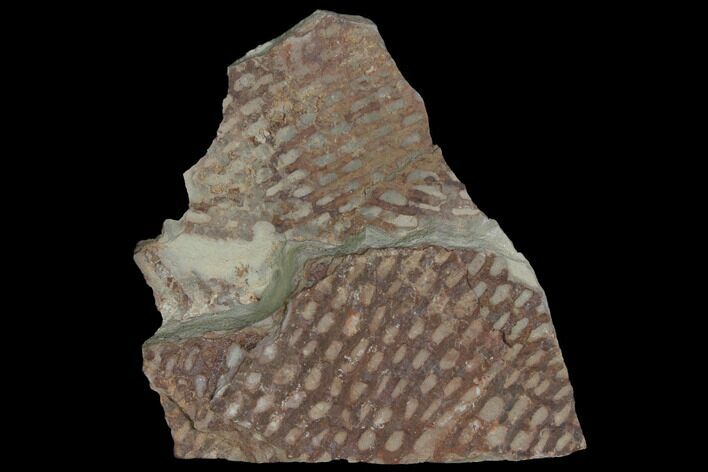 Ordovician Graptolite (Araneograptus) Plate - Morocco #116749